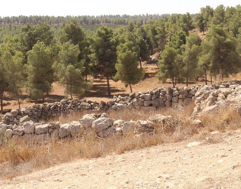 A Floresta Yatir em Israel, 2015. (Wikimedia Commons)