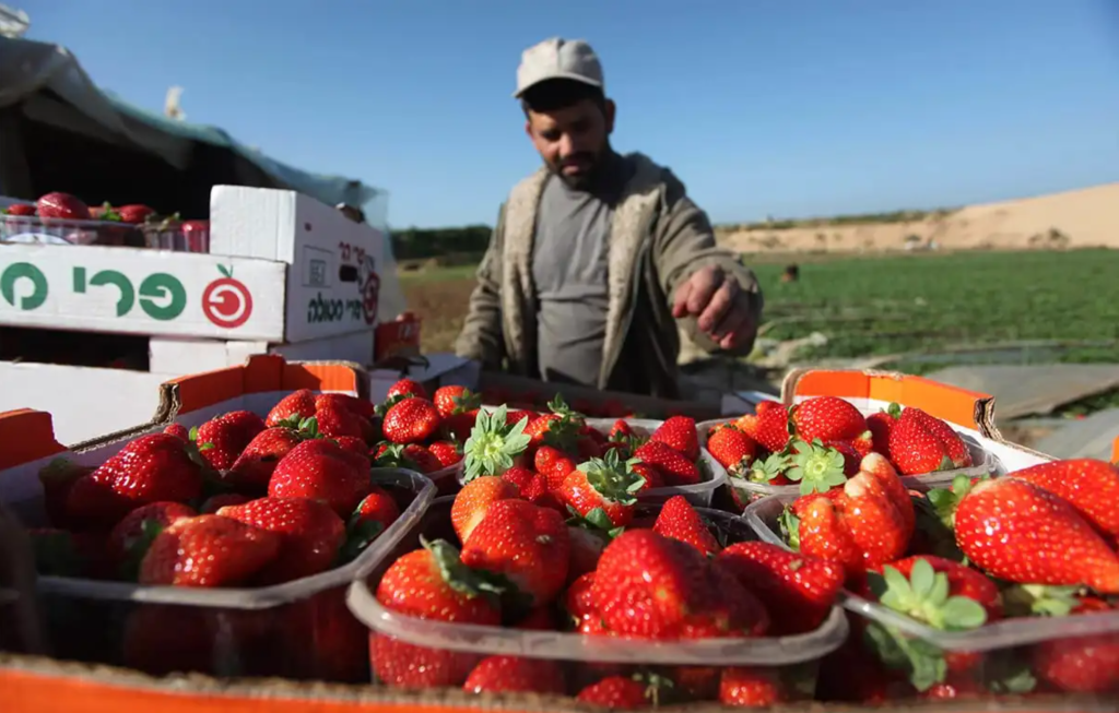 Israel controla a exportação de morangos de Gaza para a Europa. Foto de Ashraf Amra/Apaimages